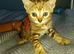 Gingal kittens (GINger x benGAL) x 5