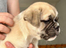 British bulldog cross puppies