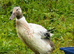 five young male ducks looking for new homes, cherry valley and welsh harlequin