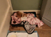 Kittens for sale lovely colours male female ready for there for ever home