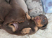 Gorgeous Miniature Dachshunds