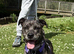 Leopard dog mix Great Dane