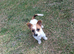 Gorgeous jack x chihuahua