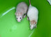 Dwarf Rats Available
