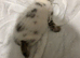 7 kittens for sale