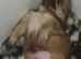 Imperial Shih Tzu Puppies