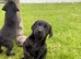 KC Registered Black Labrador Pups
