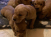 READY NOW COCKERDOR Labrador x Cocker Spaniel