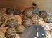 Baby tortoise with full set up easy care