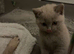 Beautiful bsh kitten