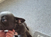 Male french bulldog puppy