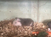 Baby Guinea pigs for sale