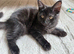 Affectionate & Playful Maine Coon X Kitten