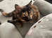 6 month old kitten for rehoming