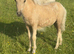 Stunning Palomino American miniature filly foal