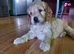 Gorgeous f2 cockapoo puppies