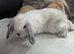 Mix litter of pure mini lops