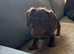 Girl puppy
