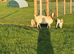 Nanny goat with twins