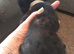 2 Litters of beautiful kittens
