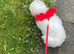 Bichon frise