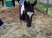 Elegant coloured yearling gelding