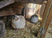 x12 Coturnix Quail Hatching Eggs