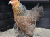 Large Fowl Brahma and faverolle hens