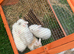 Rabbits
