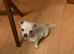 Beautiful be more Barry pup