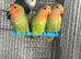 Lovebirds
