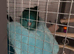 Parakeet for sale and cage