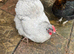 Have few laying hens for sales