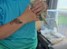 4 hand tame cockatiels