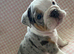 Olde English bulldog puppies