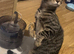 Beautiful cat