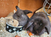 Mini lop babies