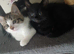 4 Beautiful Kittens