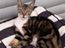 FEMALE KITTEN NEEDS LOVING HOME