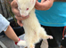 Ferrets