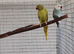 Ringnecks