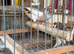 2026 zebra finches