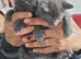 Beautiful kittens