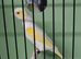 Yellow mosaic red eye hens