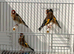 Goldfinch males available ioa rings