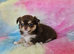 Stunning Russian/Thai long coat puppies