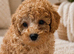 Extensively health Tested Cavapoos Therapy/Support dogs