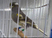 2025 harlequin pair ready for breeding