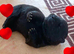 Adorable KC Registered Chow Chow Puppies For Sale