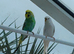 2 budgies